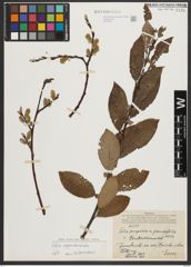 Foto von Salix appendiculata Vill.